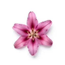 Adobe lily