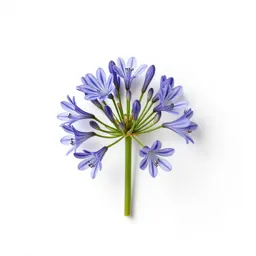 Agapanthus