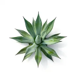 Agave