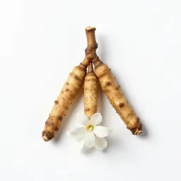 Ague root