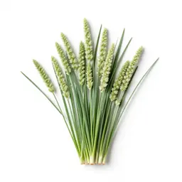 Alkali grass