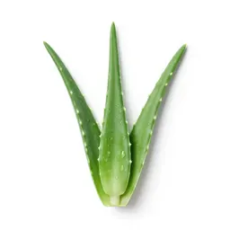 Aloe