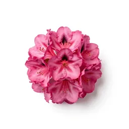 Alpine azalea