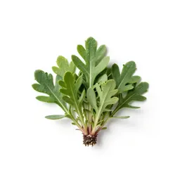 Alpine milk vetch