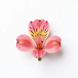 Alstroemeria
