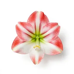 Amaryllis