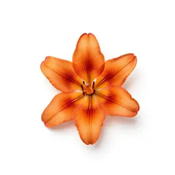 Amber lily