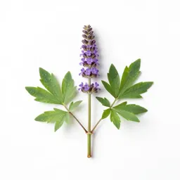 Amorpha