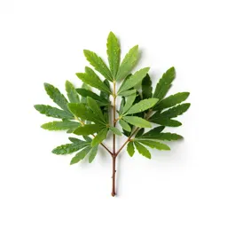 Arbutus