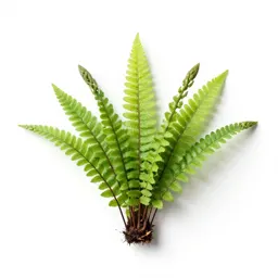 Asparagus fern