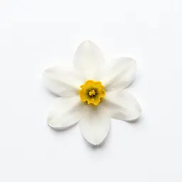 Asphodel