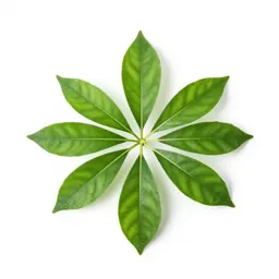 Aspidistra