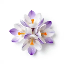 Autumn crocus