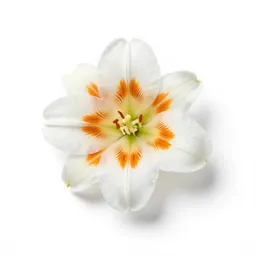 Avalanche lily