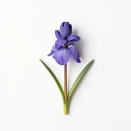 Elegant brodiaea