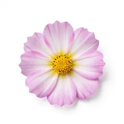 Evening primrose