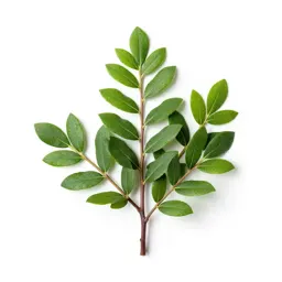 Evergreen blueberry