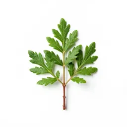Evergreen huckleberry