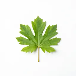 Ibolium privet