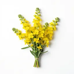 Indigo broom