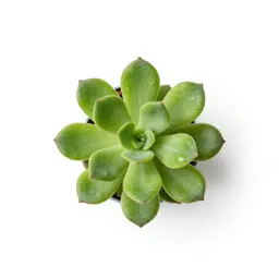 Iridaceous plant