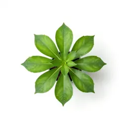 Umbrella plant
