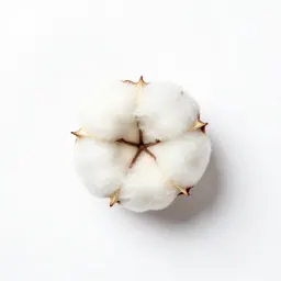 Upland cotton