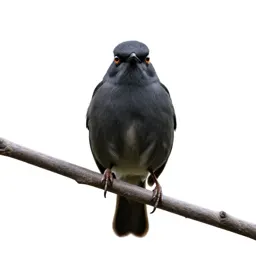 Bellbird on a branch