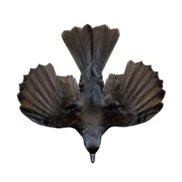Fantail with its tail spread