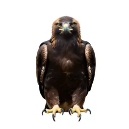 Golden eagle perched