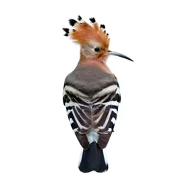 Hoopoe with its crest raised