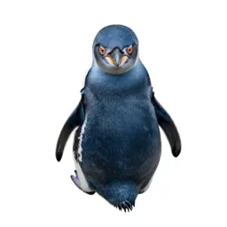Little blue penguin