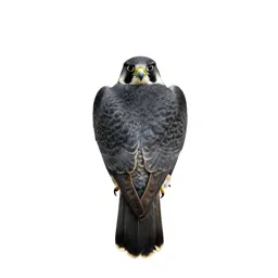 Peregrine falcon stooping