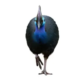 Pukeko mid-stride