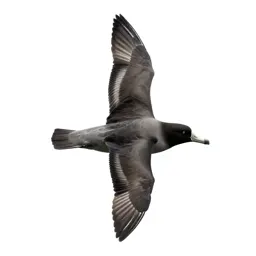Royal albatross gliding