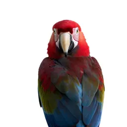 Scarlet macaw