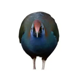 Takahe