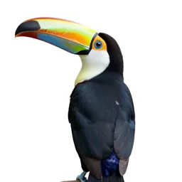 Toucan with an oversized bill