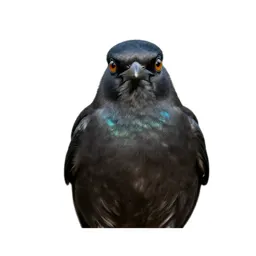Tui with an iridescent throat