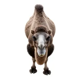 Bactrian camel