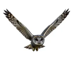 Barn owl in flight