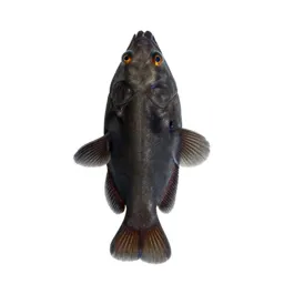 Bio-luminescent deep sea fish