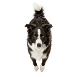 Border collie mid-leap