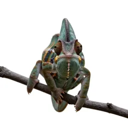 Chameleon on a branch
