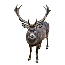 Crystalline deer