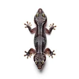 Gecko on glass