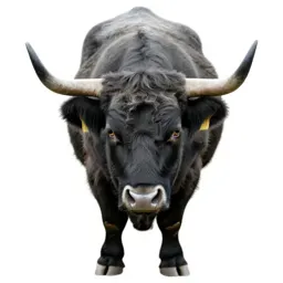 Highland cow