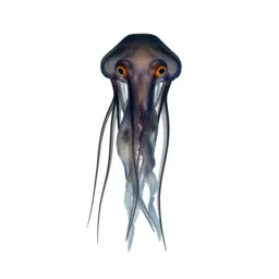 Jellyfish with long tendrils