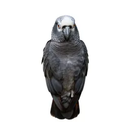 Kea parrot