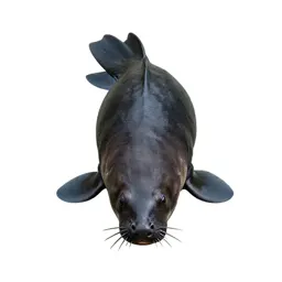 Kelpie rising from water